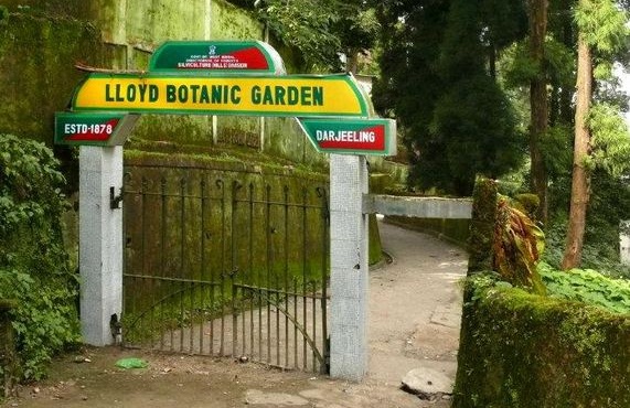 Botanic Garden Darjeeling