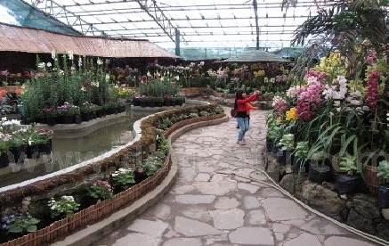 Flower Show