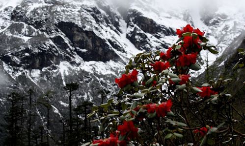Shingba Rhododendron Sanctuary lachung