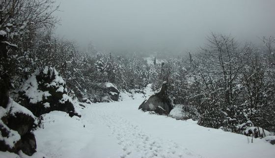 Shingba Rhododendron Sanctuary yumthang