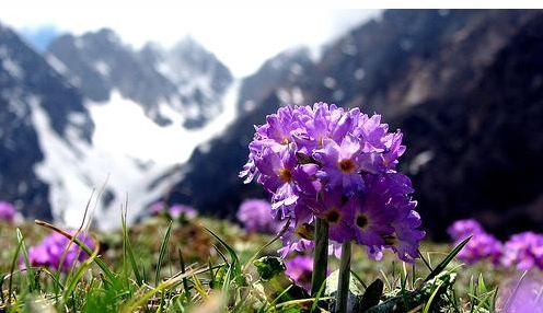 Shingba Rhododendron Sanctuary north sikkim