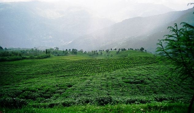 Temi Tea Sikkim