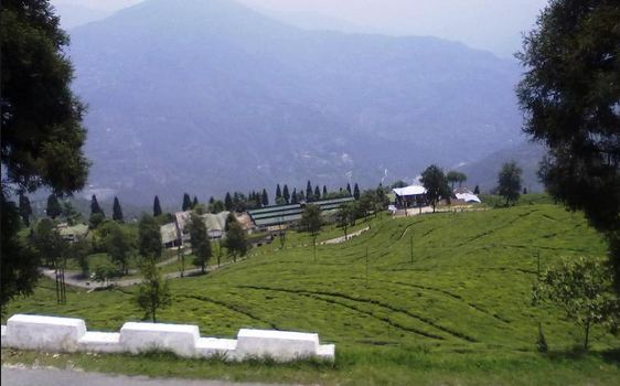 Temi Tea Garden sikkim