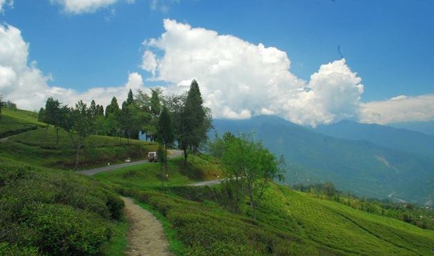 Temi Tea south sikkim