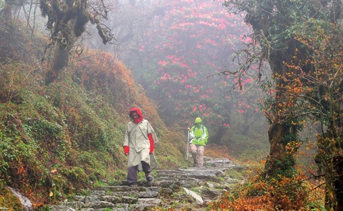 Barsey Rhododendron Sanctuary