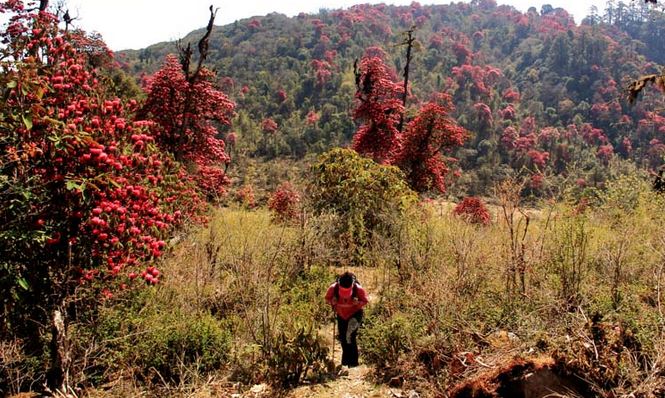 Barsey Rhododendron Sanctuary